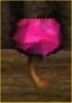 Throbbing Cherry