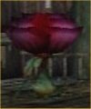 Cursed Rose