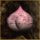 Gooey Peach