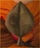 Ointment Leaf