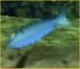Petite Fish