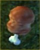 Premium Chicken
