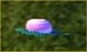 Sun Dew