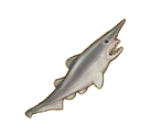 Goblin Shark