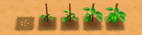 Green Pepper growth stages image