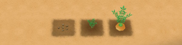 Carrot growth stages image