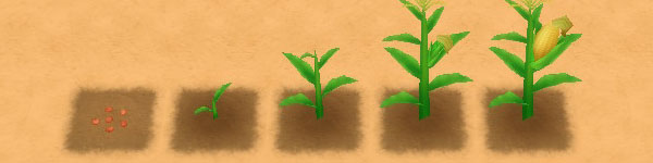 Corn growth stages image