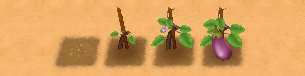 Eggplant growth stages image