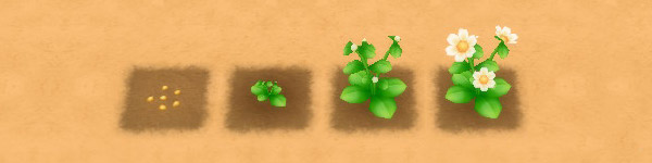 Moondrop growth stages image