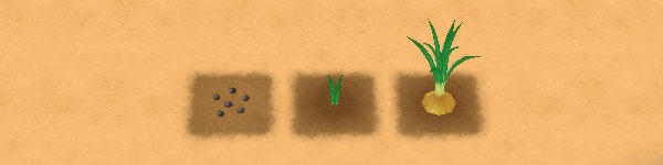 Onion growth stages image