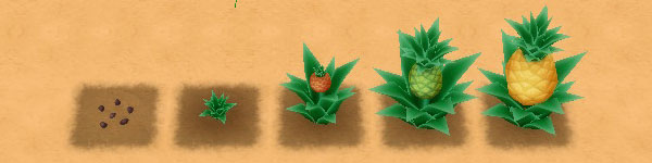 Pineapple growth stages image