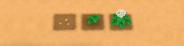 Potato growth stages image