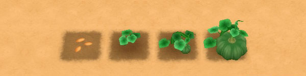 Pumpkin growth stages image