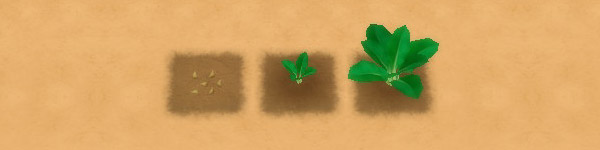 Spinach growth stages image