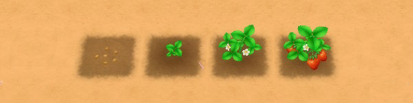 Strawberry growth stages image
