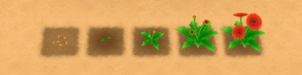 Sunsweet Flower growth stages image