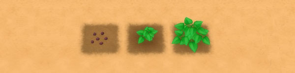 Yam growth stages image