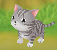 American Shorthair Cat