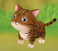 Bengal Cat