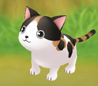 Calico Cat
