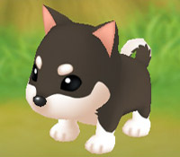 Husky