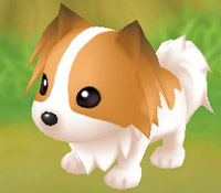Papillon