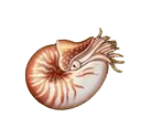 Nautilus-Dor